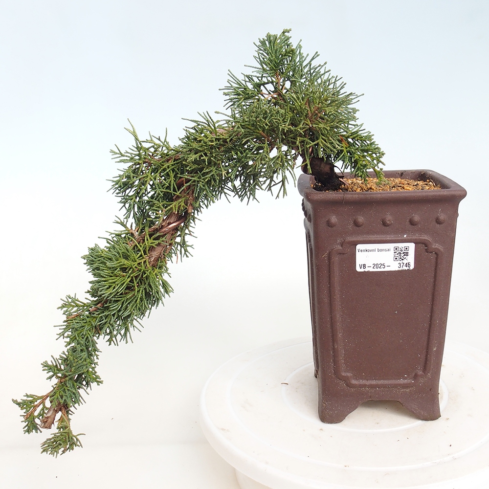 Outdoor bonsai - Juniperus chinensis Kishu