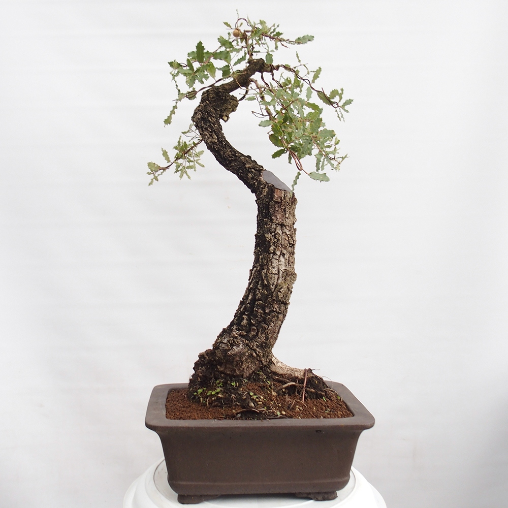 Yamadori - Quercus Ilex - Oak holly