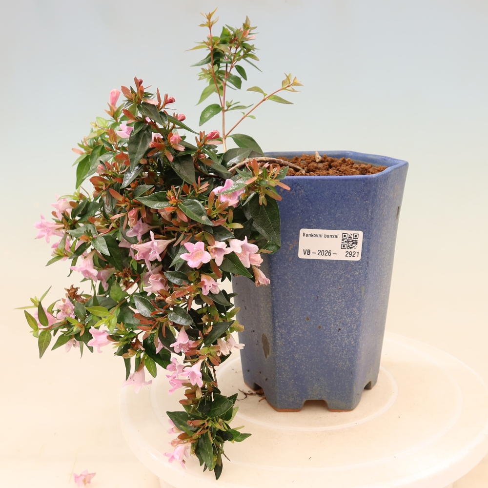 Outdoor Bonsai - Abelia Edward Goucher - Large-flowered Abelia