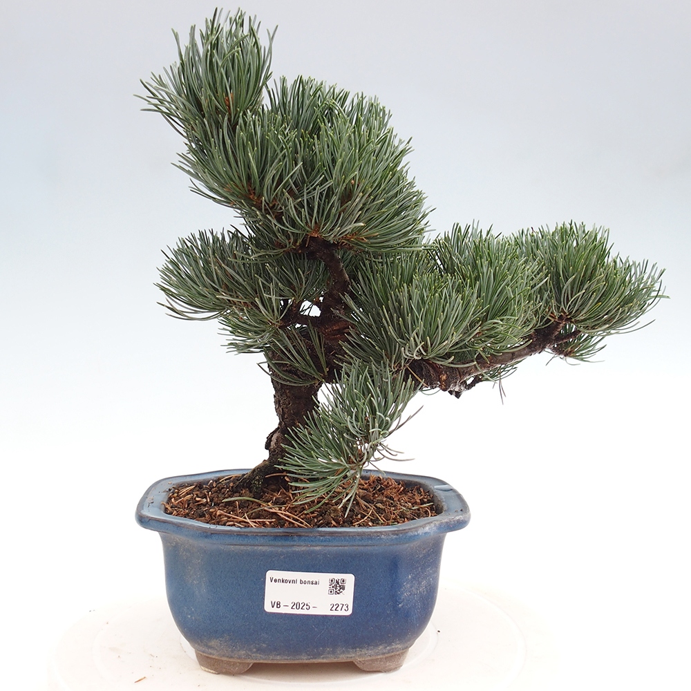 Outdoor bonsai - Pinus parviflora - Small pine tree