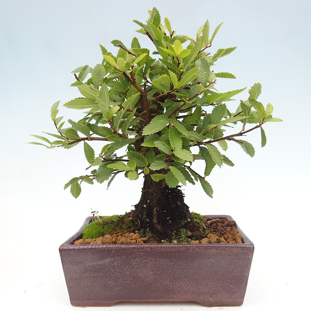 Outdoor bonsai - Zelkova - Zelkova NIRE