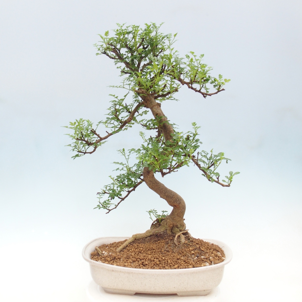 Room bonsai - Zantoxylum piperitum - pepper tree