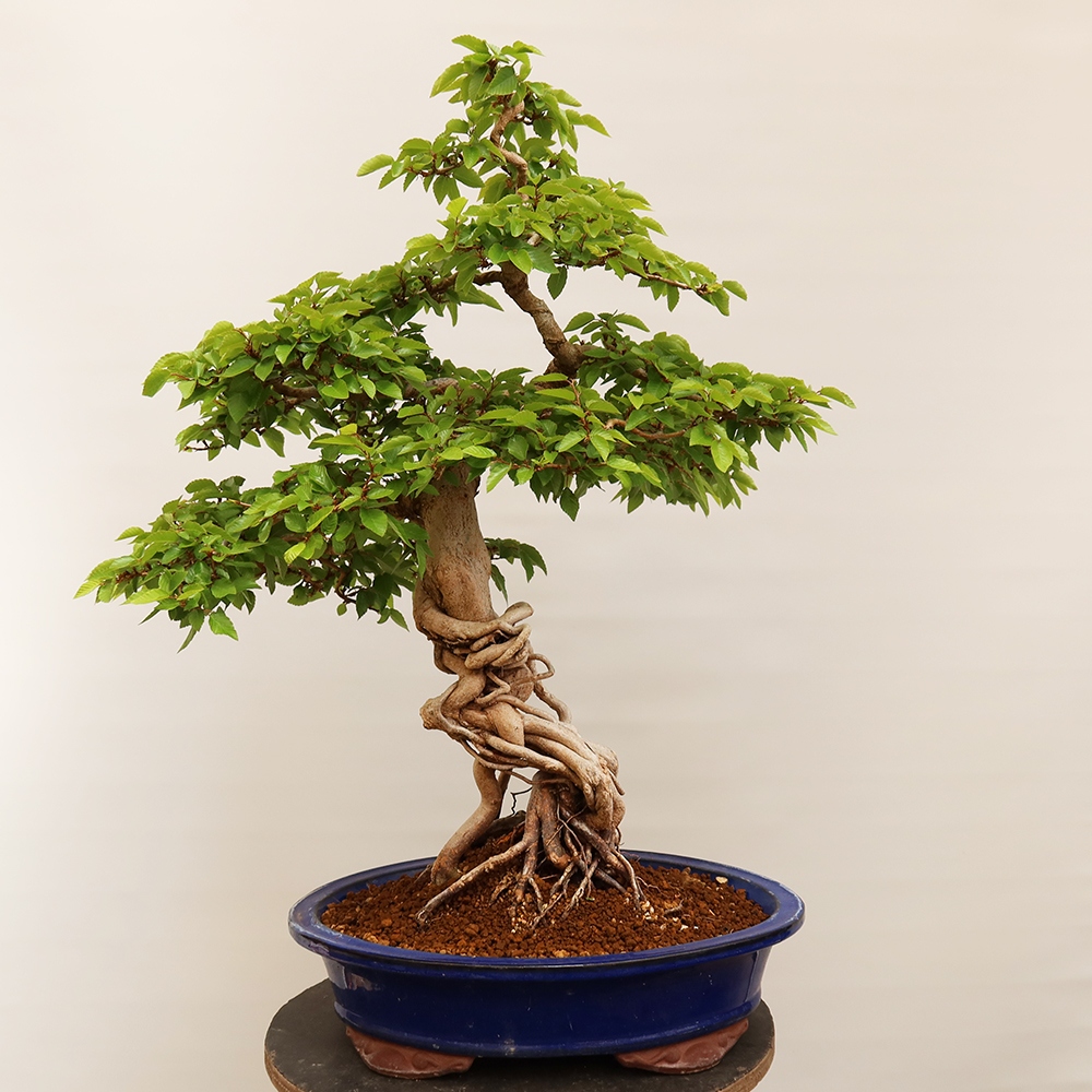 Outdoor bonsai - Carpinus Coreana - Korean hornbeam