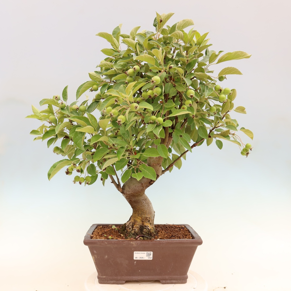 Outdoor bonsai -Malus halliana - Small-fruited apple tree