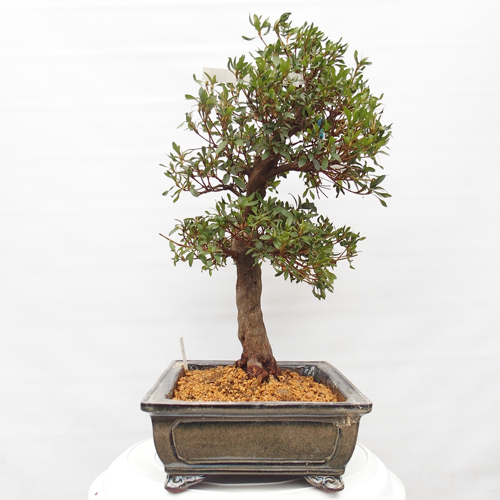 Outdoor bonsai - Japanese azalea - Azalea CHIHIRO