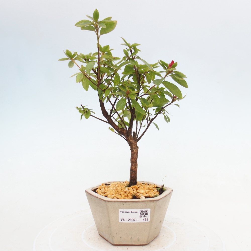 Outdoor bonsai - Japanese azalea - Azalea sp.