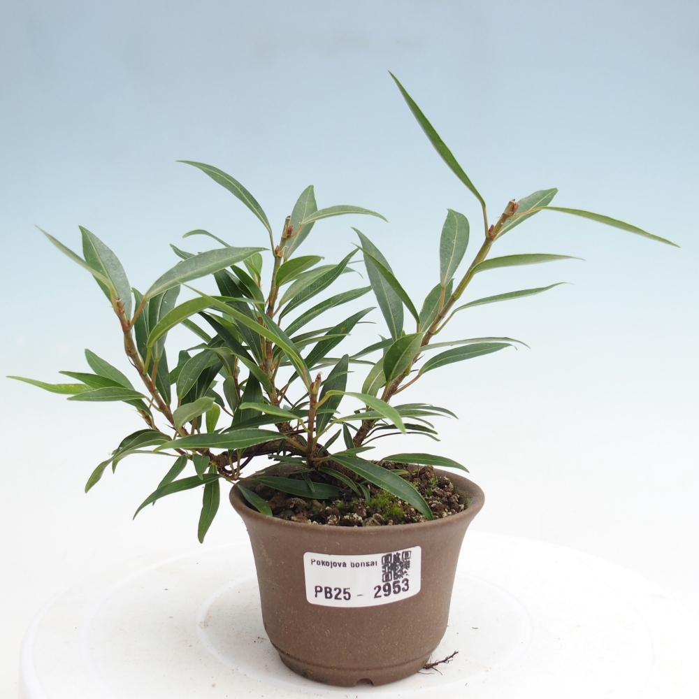 Indoor bonsai - Ficus nerifolia - small-leaved ficus