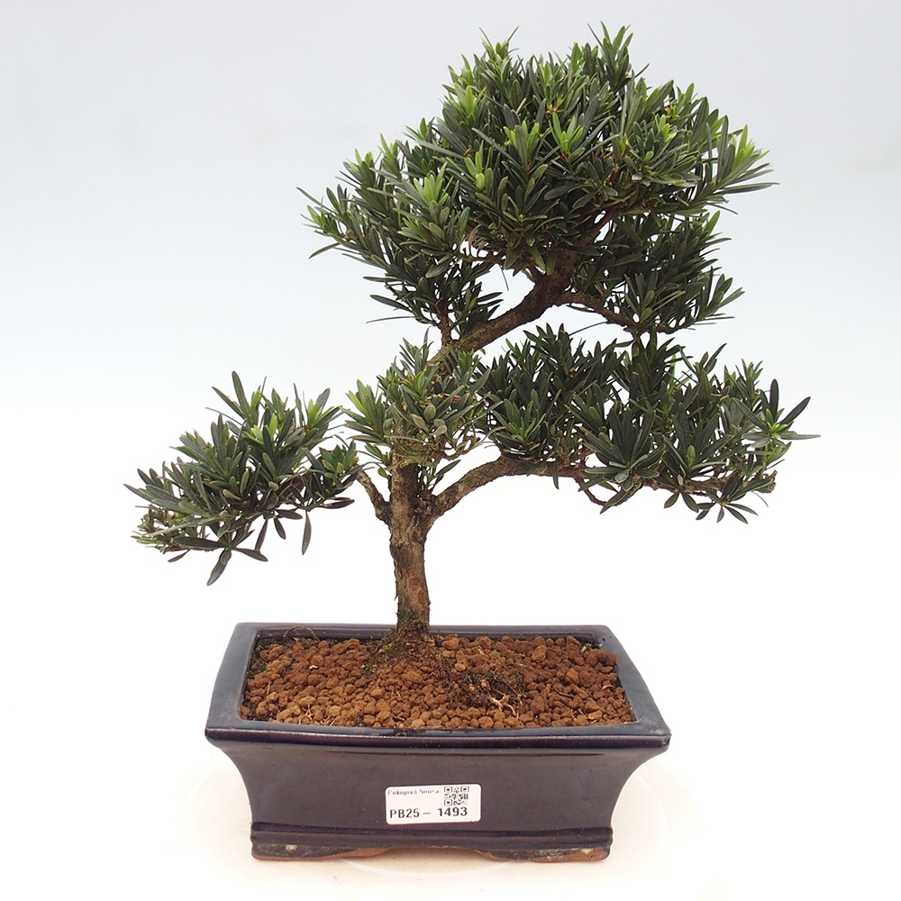 Indoor bonsai - Podocarpus - Stone thous