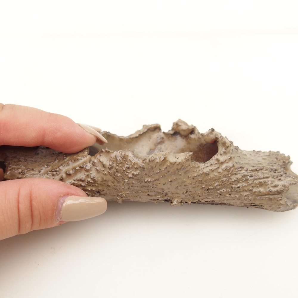 Ceramic Shell 15 x 5 x 3 cm , colour beige