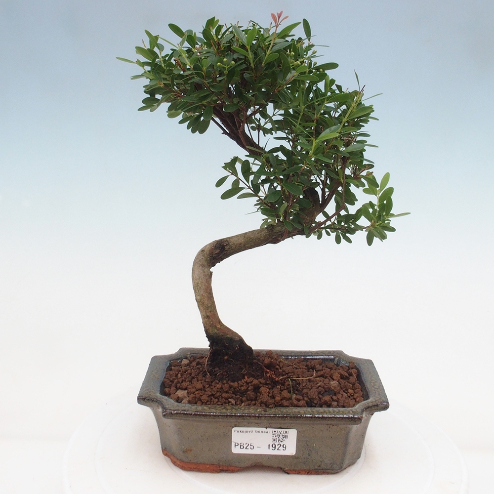 Room bonsai - Syzygium - Pimentovník
