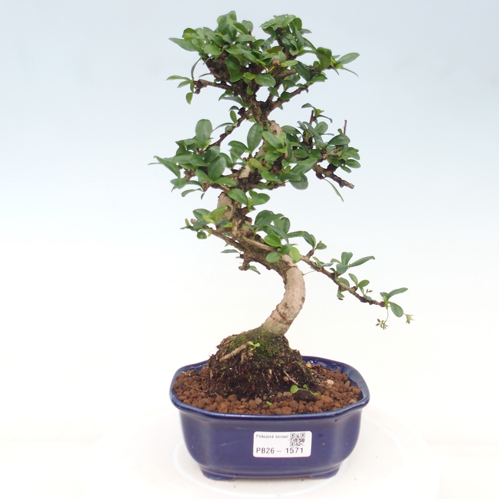 Room bonsai - Carmona macrophylla - Tea fuki