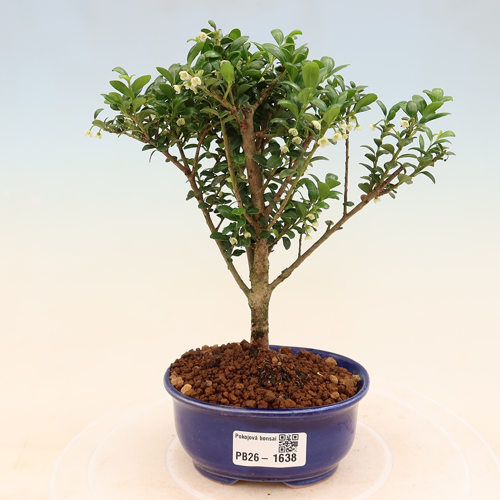 Room bonsai - Ilex crenata - Holly