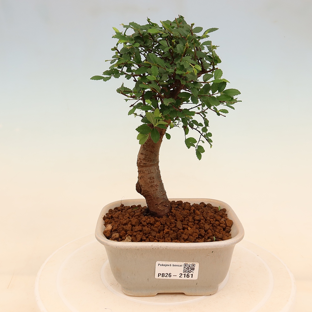 Room bonsai - Ulmus parvifolia - Small-leaved elm