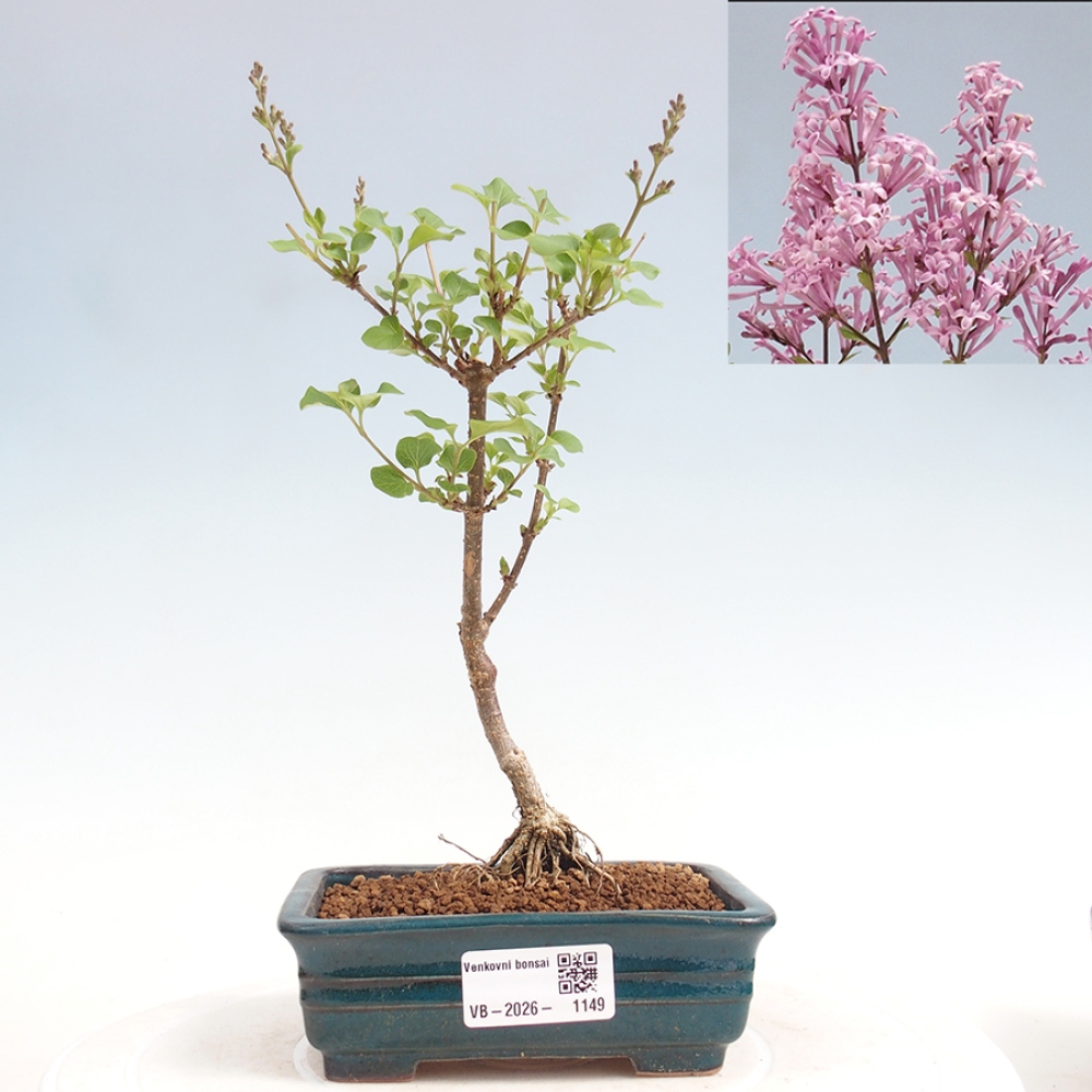 Outdoor bonsai - Syringa Meyeri Palibin - Meyer's Lilac