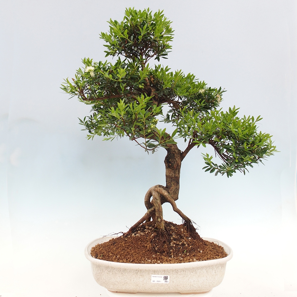 Indoor bonsai - Syzygium - Pimento - PERSONAL COLLECTION ONLY or pallet transport