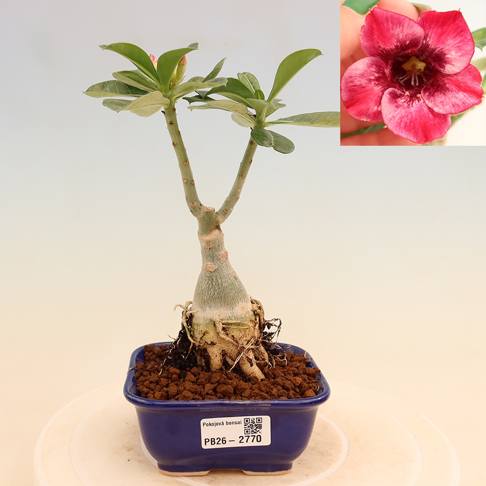 Indoor Bonsai - Grafted Adenium obesum 