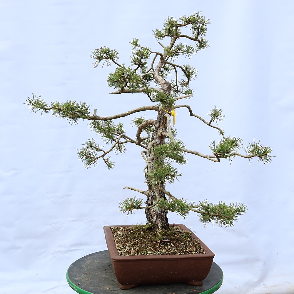 Pinus sylvestris Spain - Scots pine