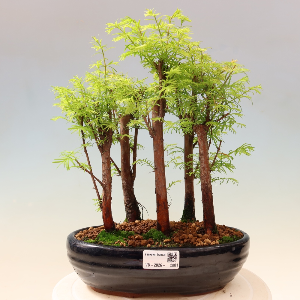 Outdoor Bonsai - Metasequoia glyptostroboides - Chinese Metasequoia - Grove