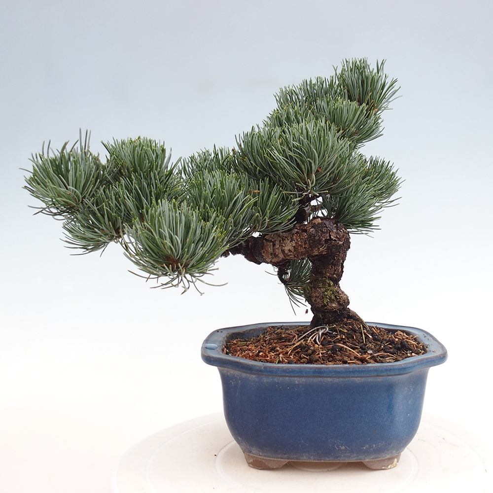 Outdoor bonsai - Pinus parviflora - Small pine tree