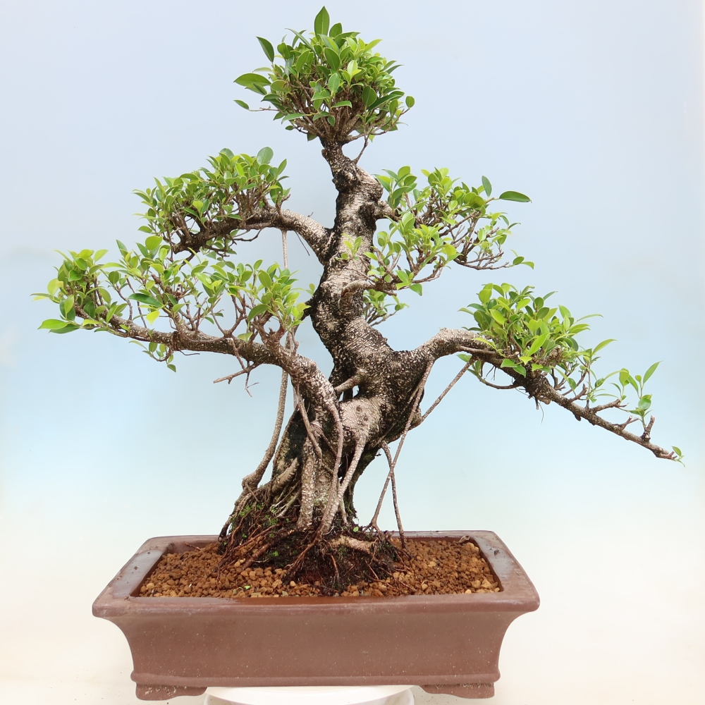 Room bonsai - Ficus kimmen - small-leaved ficus