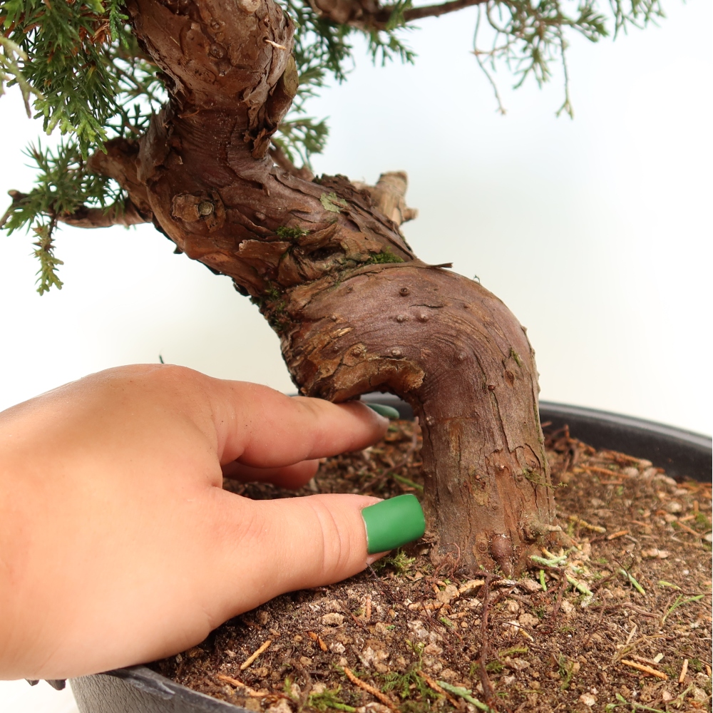 Outdoor Bonsai - Juniperus chinensis Itoigawa - Chinese Juniper