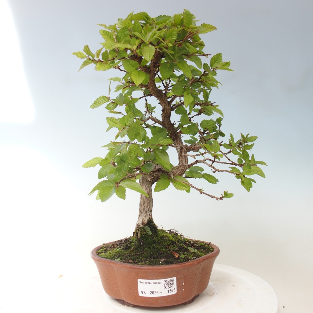 Outdoor bonsai -Carpinus CARPINOIDES - Korean Hornbeam