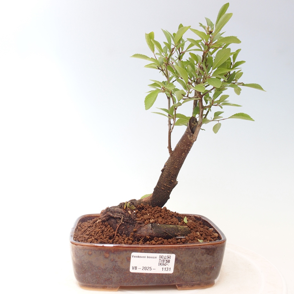 Outdoor bonsai - Prunus spinosa - blackthorn