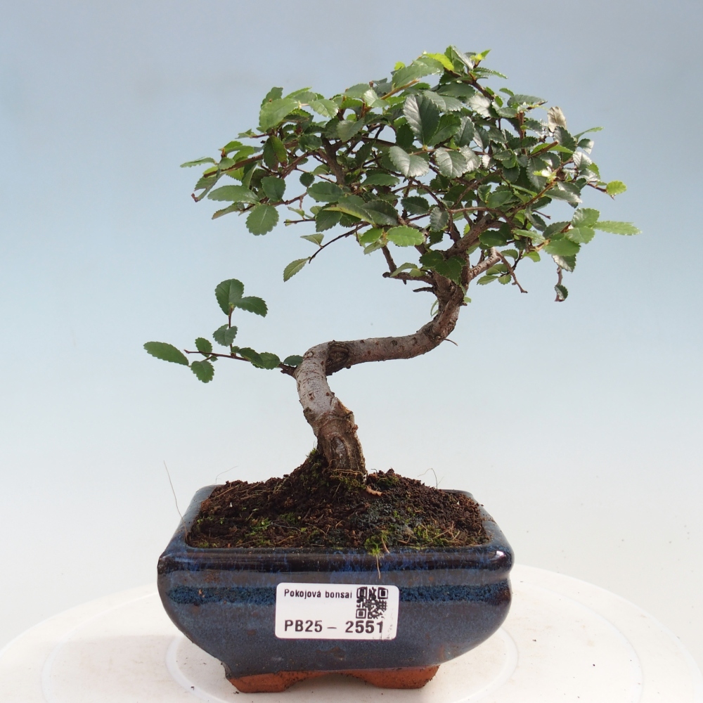Indoor bonsai - Ulmus parvifolia - Small leaf elm