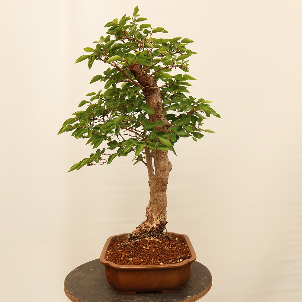 Outdoor bonsai - Carpinus Coreana - Korean hornbeam