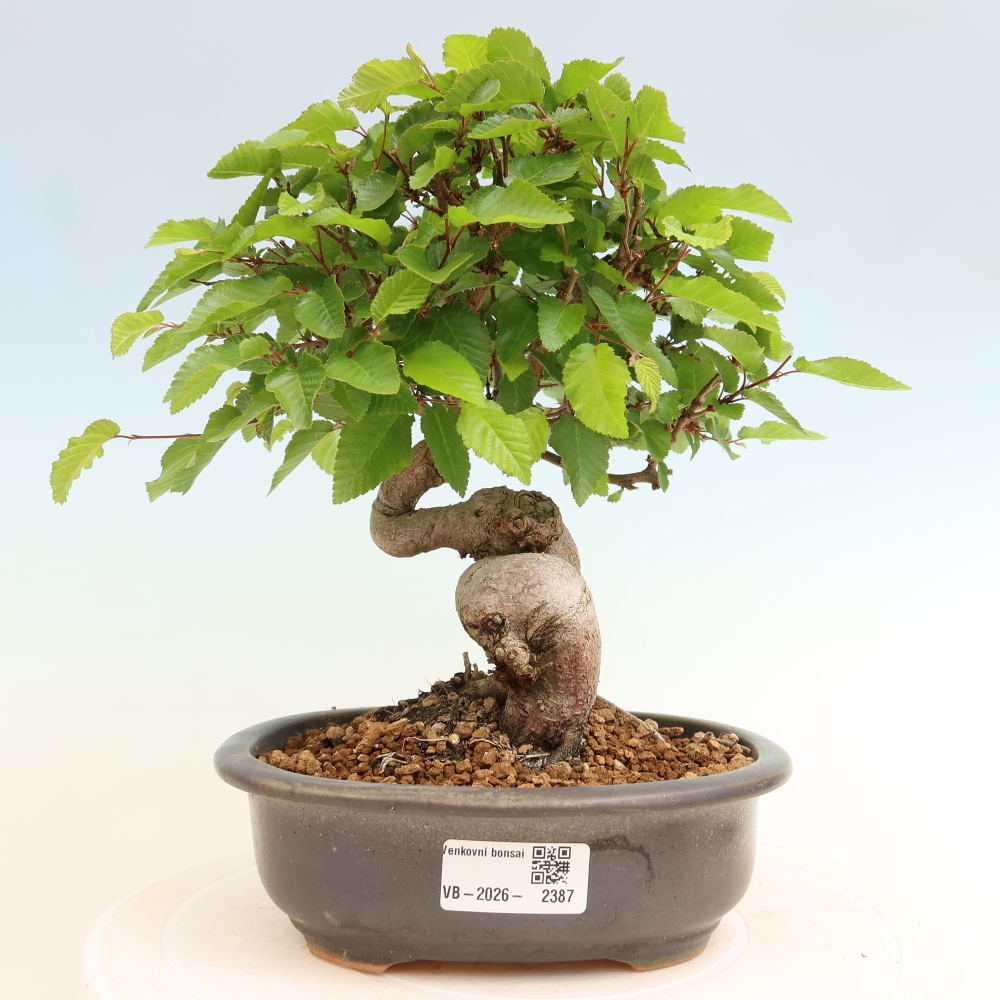Outdoor bonsai -Carpinus coreana - Korean Hornbeam