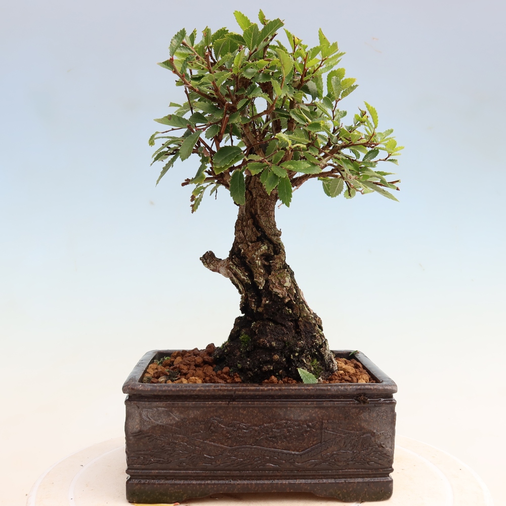 Outdoor bonsai - Zelkova - Zelkova NIRE