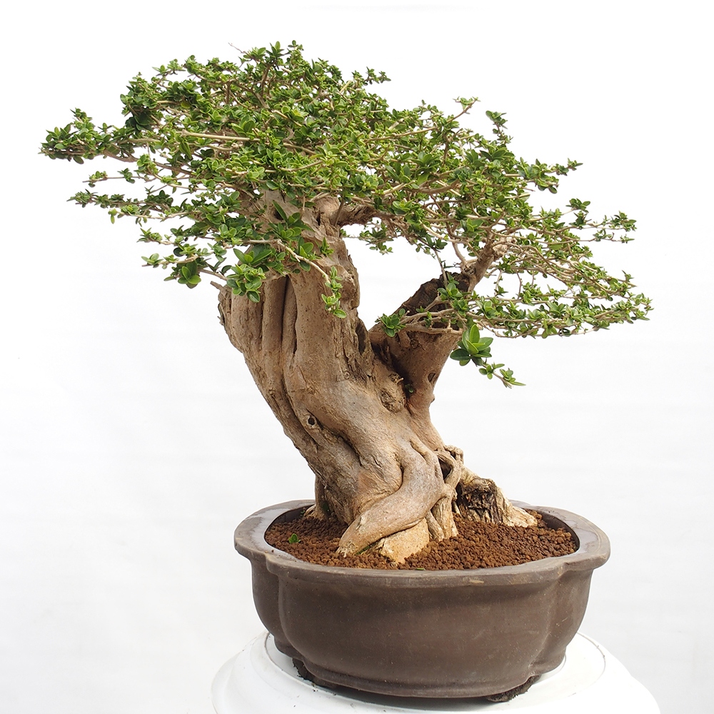 Indoor bonsai - Premna serratifolia - Kozlovon small-leaved