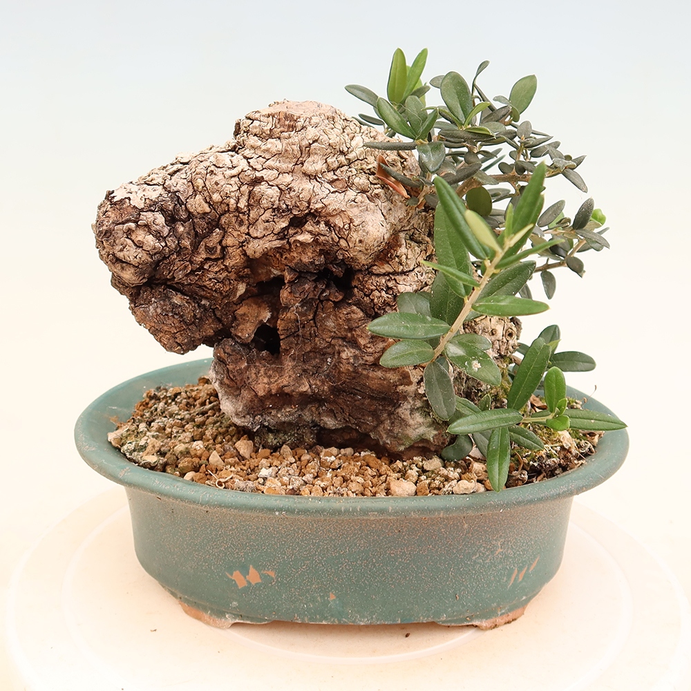 Indoor bonsai - Olea europaea sylvestris