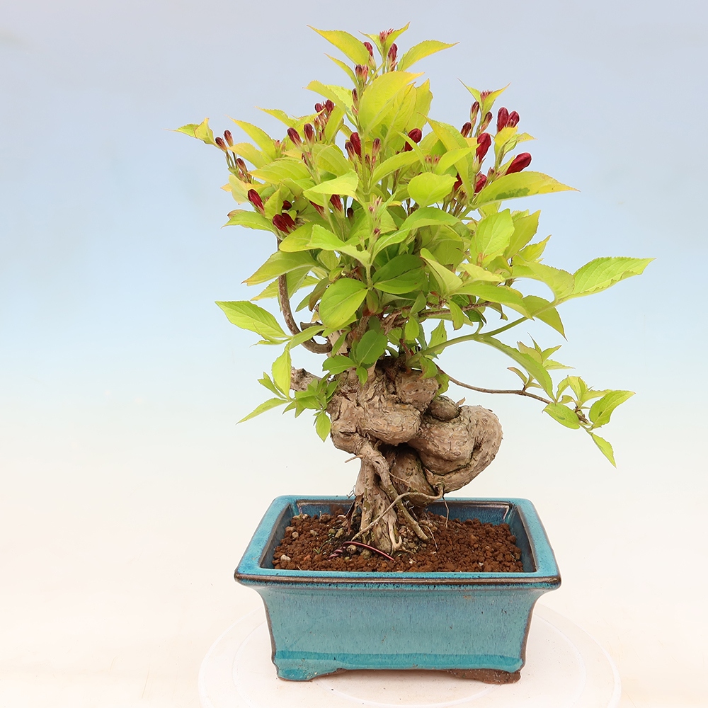 Outdoor Bonsai - Weigela subsessilis - Korean Weigela