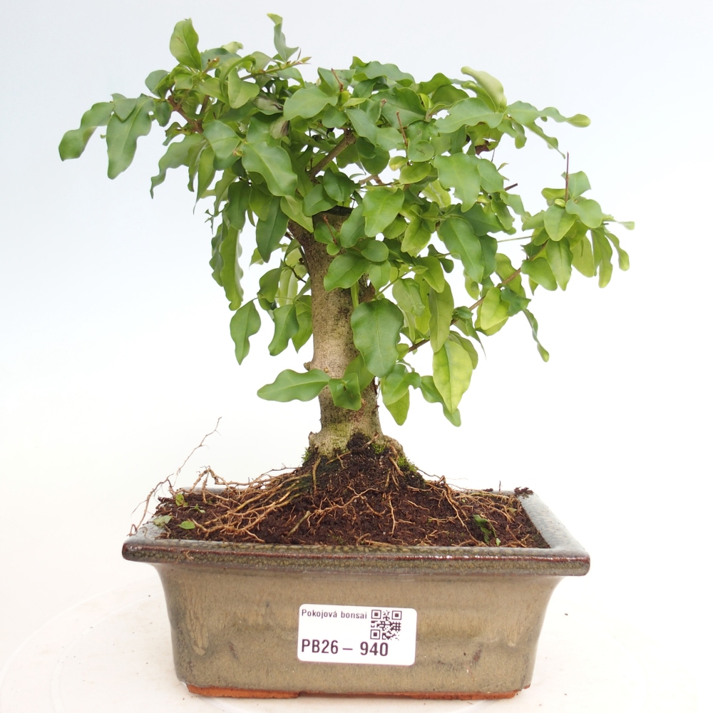 Room bonsai -Ligustrum chinensis - Birds Beak