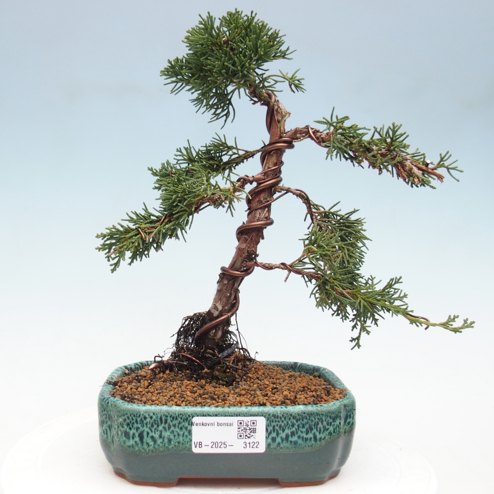 Outdoor bonsai - Juniperus chinensis Kishu - Chinese Juniper