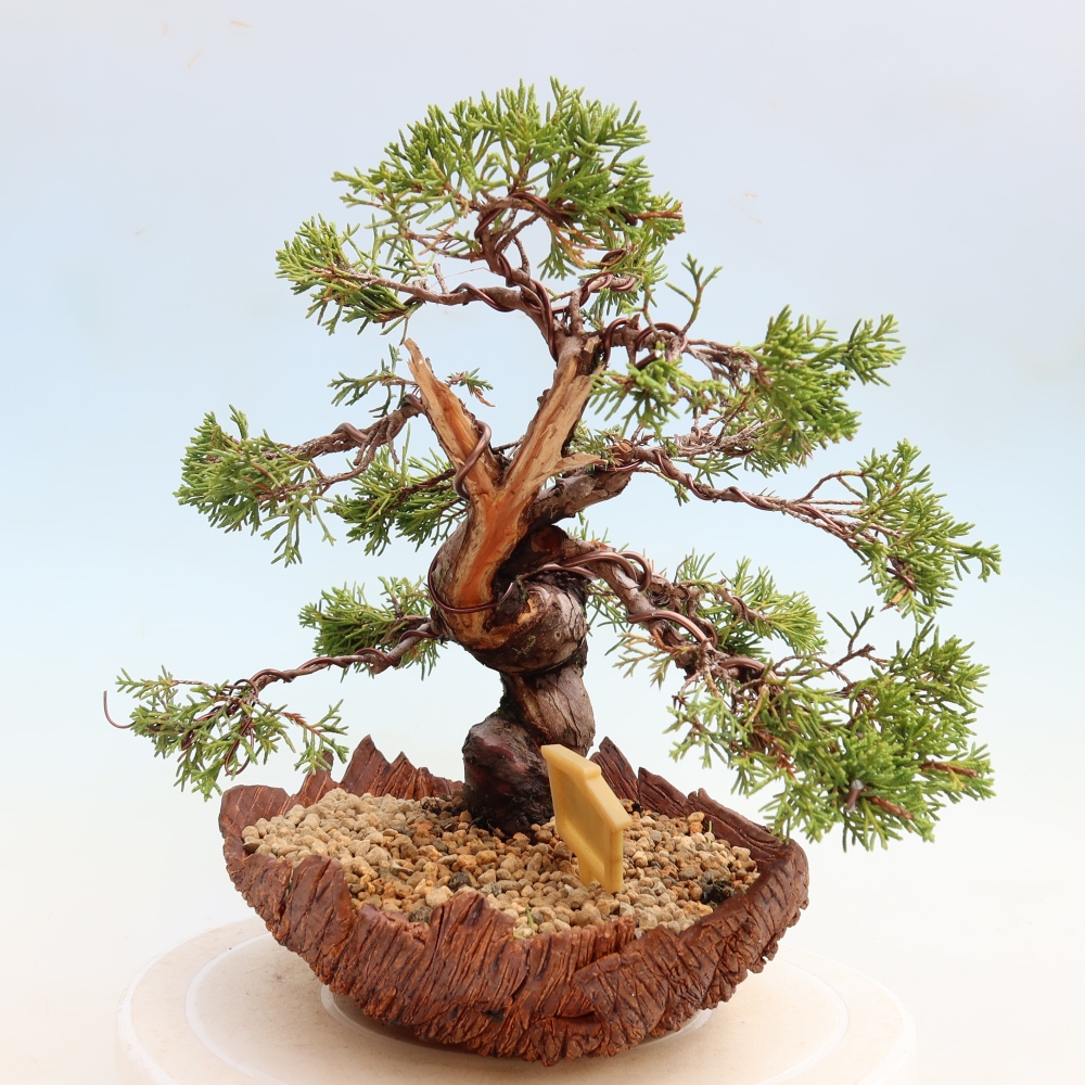 Outdoor Bonsai - Juniperus chinensis Itoigawa - Chinese Juniper