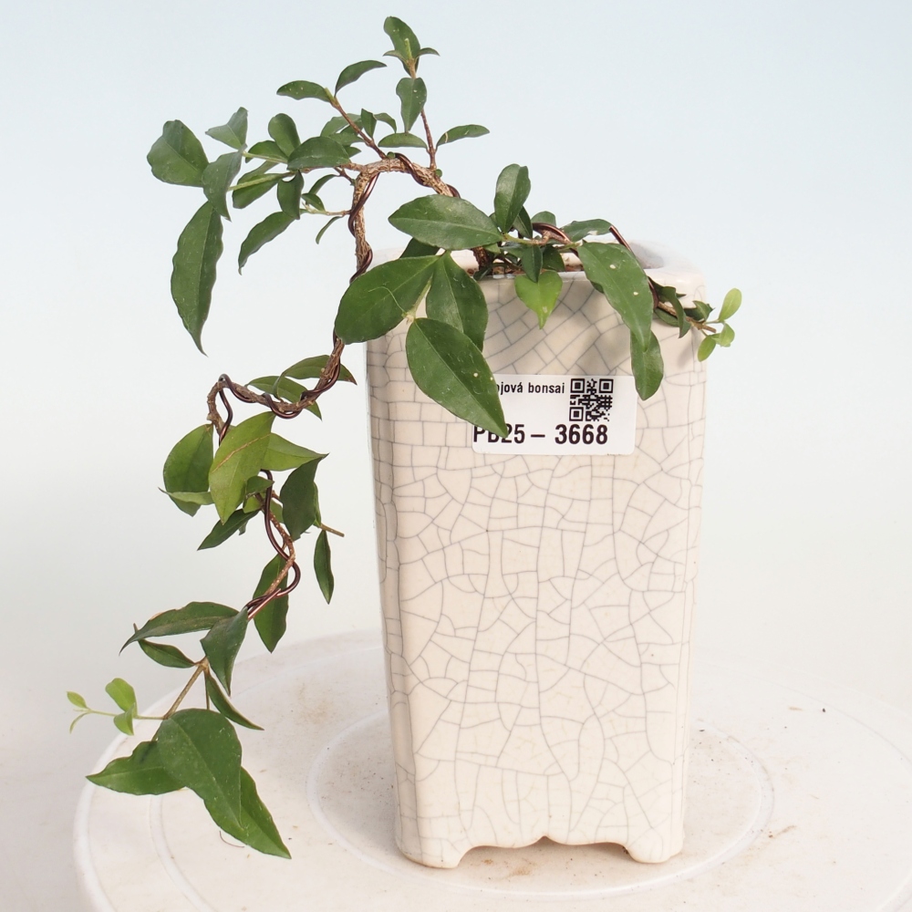 Room bonsai - Malpighia coccigera- Barbdor Cherry