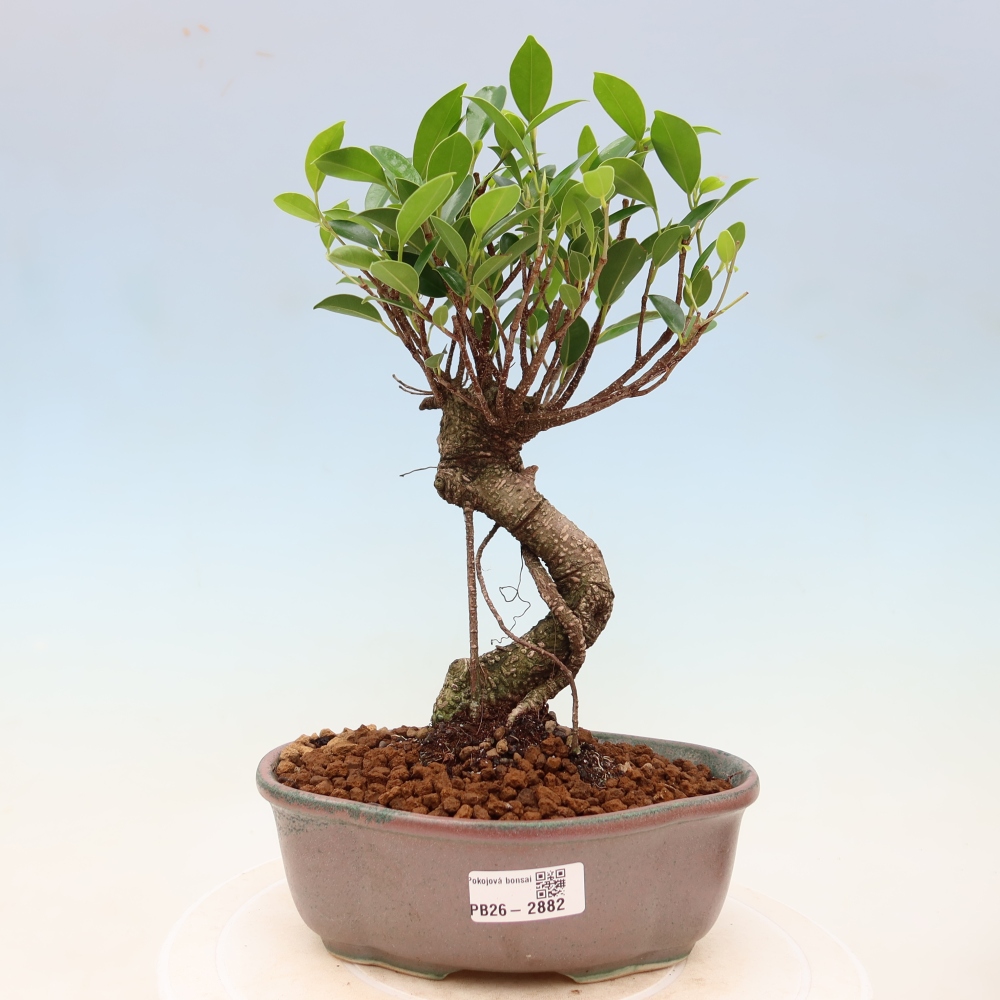 Room bonsai - Ficus kimmen - small-leaved ficus