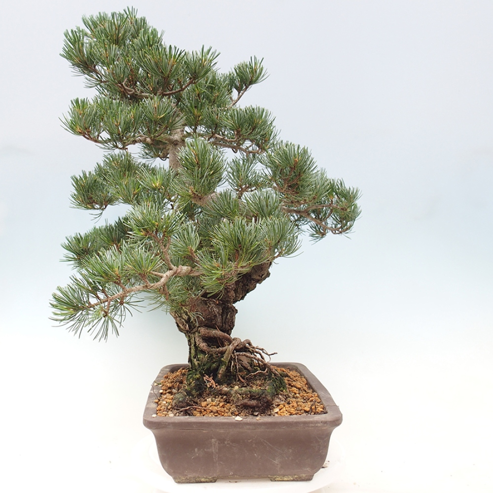 Outdoor bonsai - Pinus parviflora - Pinus parviflora