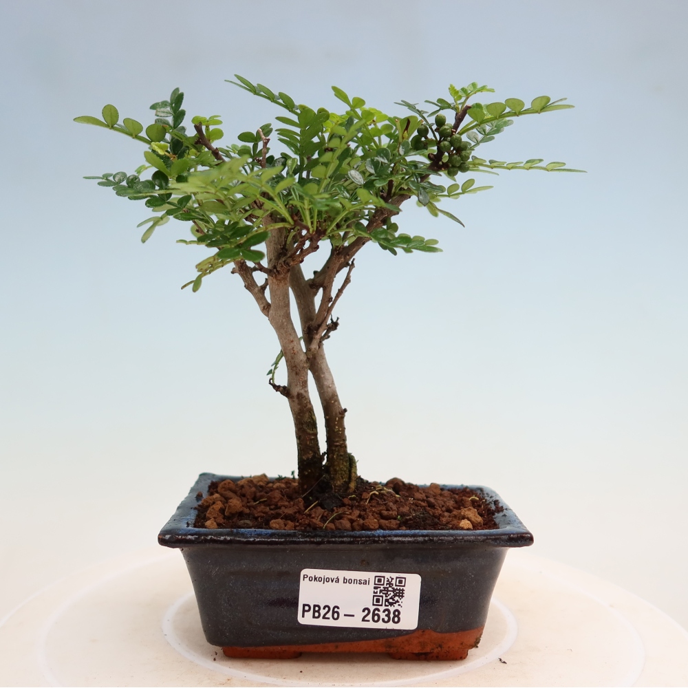 Room bonsai - Zantoxylum piperitum - pepper tree