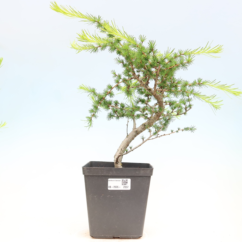 Outdoor bonsai -Larix decidua - Larch