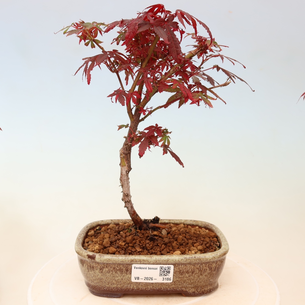 Outdoor Bonsai - Japanese Maple - Acer palmatum 'Berry Broom' 