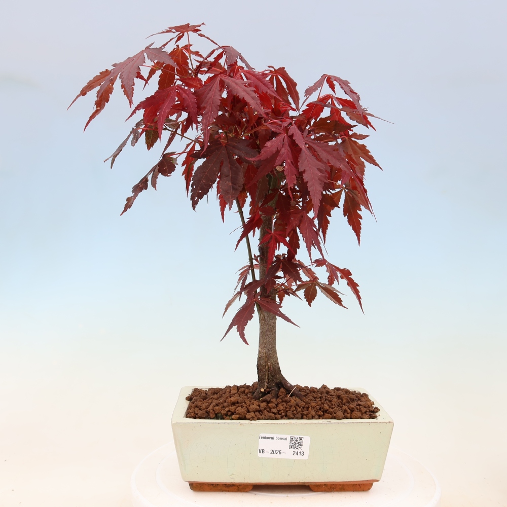 Outdoor bonsai - Acer palm. Atropurpureum-Javor palmate
