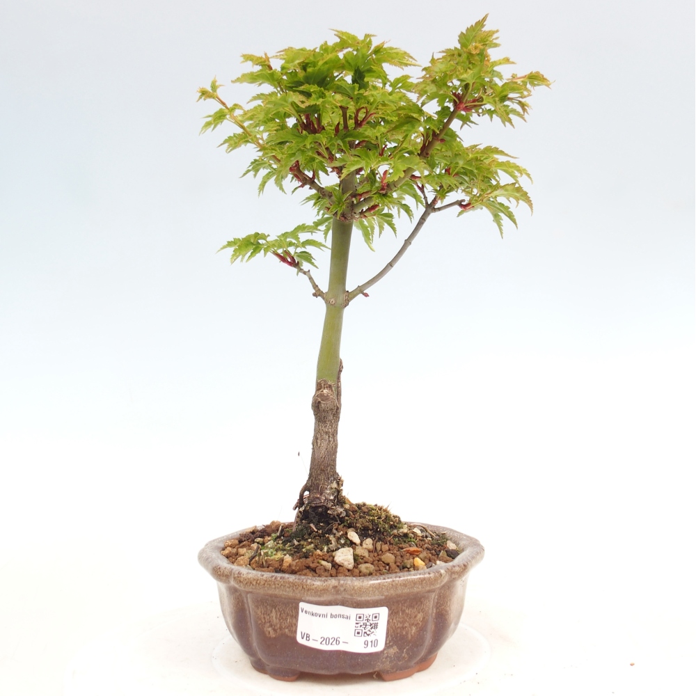 Outdoor bonsai -Javor small-leaved SHISHIGASHIRA