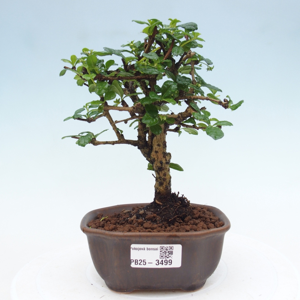 Room bonsai - Carmona macrophylla - Tea fuki