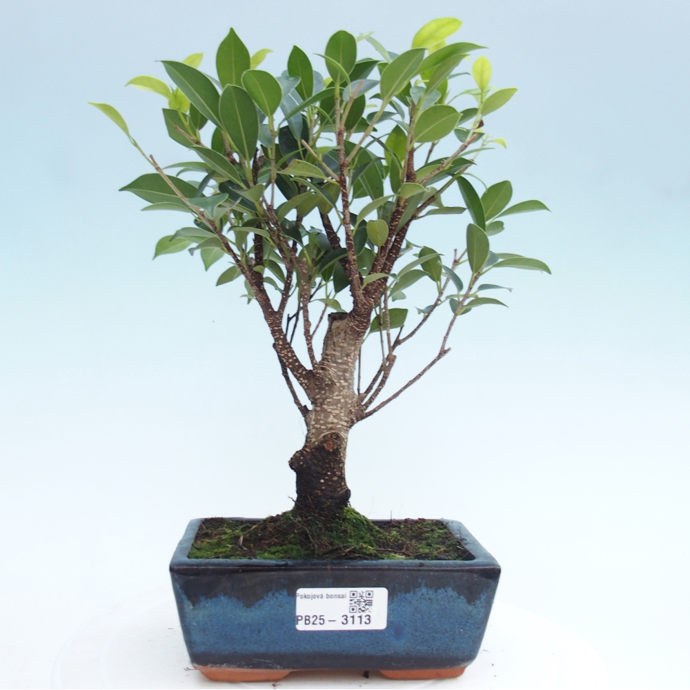 Indoor bonsai - Ficus retusa - small-leaved ficus