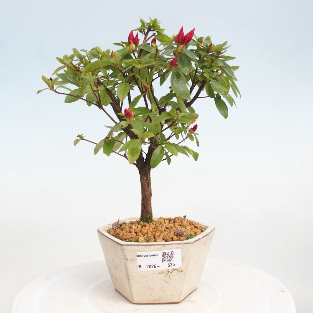 Outdoor bonsai - Japanese azalea - Azalea sp.