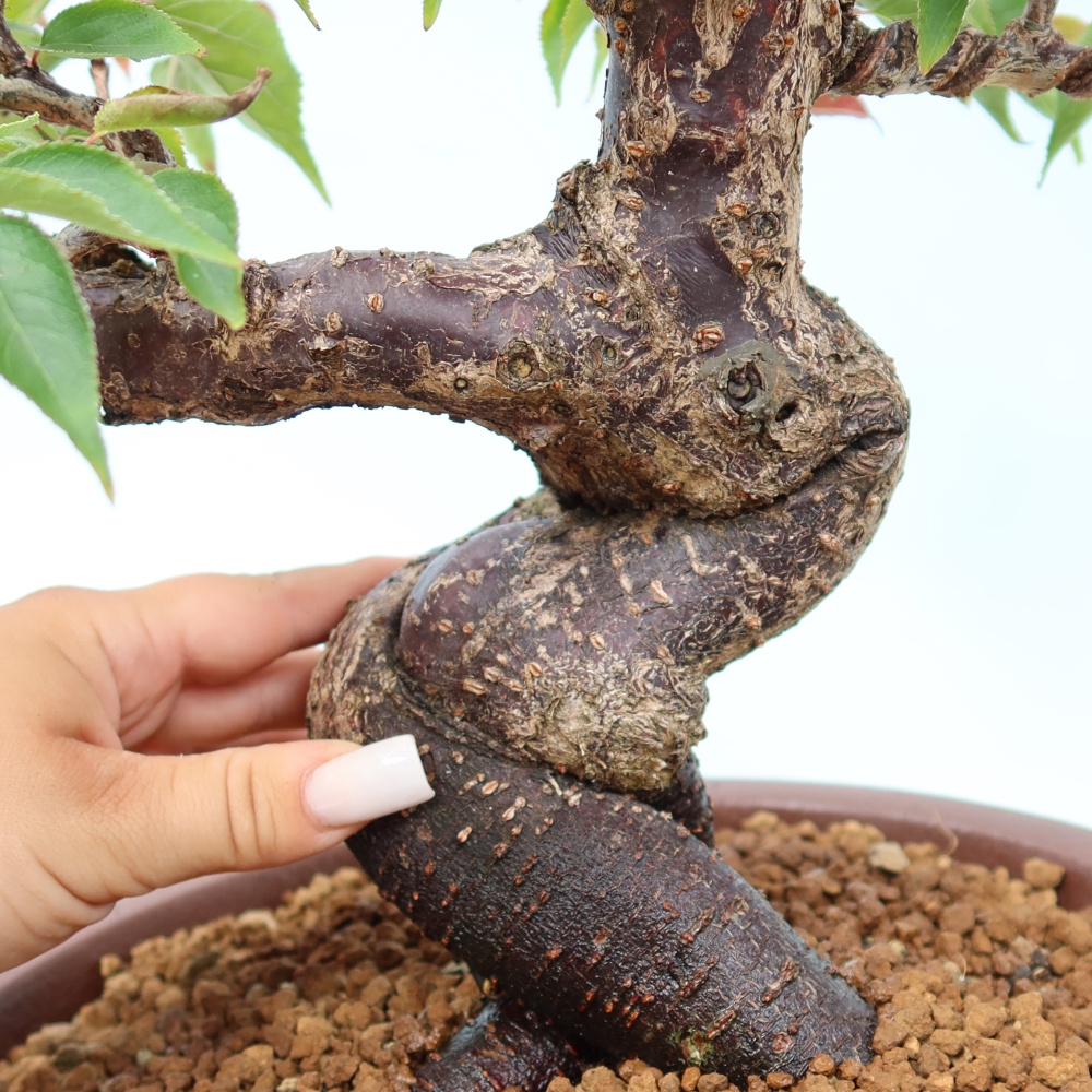 Outdoor Bonsai - Japanese Apricot - Prunus Mume