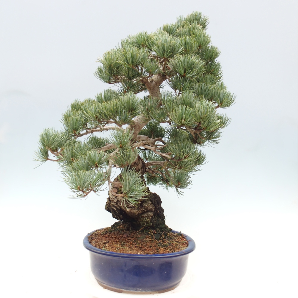 Outdoor bonsai - Pinus parviflora - Small pine tree